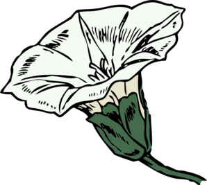 Bindweed Bloom Clip Art